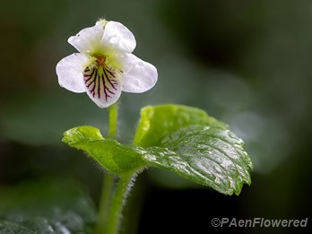 Plant form
